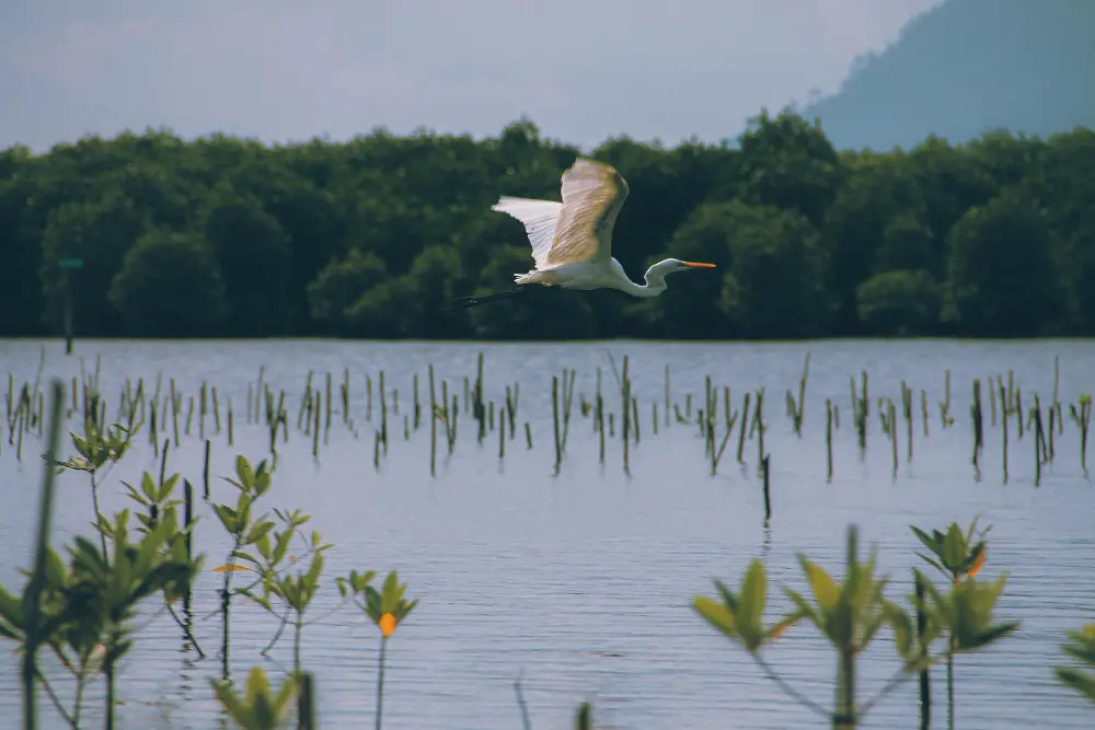 Delta Dunării - Paradisul Păsărilor: O Călătorie Printre Pelicanul Creț, Egreta Mare și Alte Minunății Ale Naturii