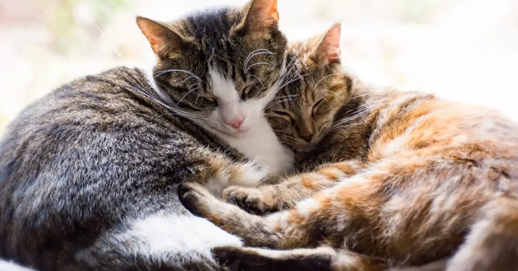 Dragostea pentru Pisici și Sănătatea Psihologică: Un Ghid de Înțelegere