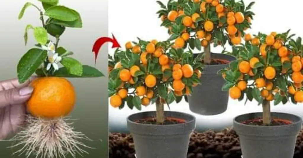 Cum Să Cultivi Acasă Mandarine - Un Ghid Simplu și Eficient