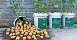 Cultivarea Cartofilor în Ghiveci: Pași Simpli pentru o Recoltă Abundentă