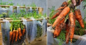 Cum să cultivi morcovi: Sfaturi și trucuri pentru o recoltă reușită