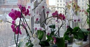 Descoperă Secretul Înfloririi Orhideelor: Puterea Uimitoare a Usturoiului