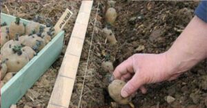 Cultivarea Cartofilor: Sfaturi Esențiale pentru o Recoltă Generoasă