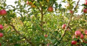 Cum să obții o recoltă abundentă de mere pe tot parcursul anului
