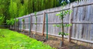 Reguli pentru Plantarea Pomilor Fructiferi lângă Gardul Vecinului - Ce Spune Legea