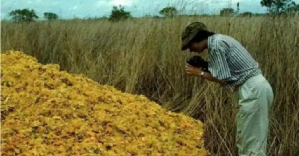 O companie de sucuri a aruncat cojile de portocale într-o zonă defrişată - Transformarea Ecosistemelor