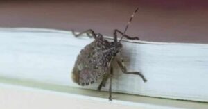 Invazia Gândacilor Puturoși: Cum să Protejezi Casa și Grădina