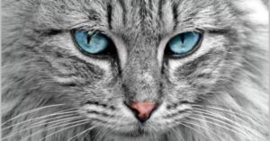 Cum Percep Pisicile Energia Negativă și Cum Îți Pot Avertiza Despre Oamenii Nefavorabili
