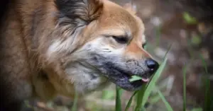 De ce câinele și pisica mănâncă iarbă? Răspunsuri de la experți