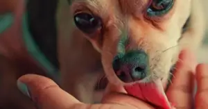 Ce înseamnă când te linge câinele tău: Descoperă semnificațiile ascunse
