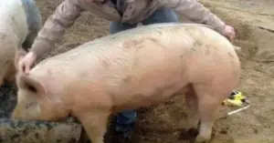 Cum să calculezi greutatea unui porc fără cântar