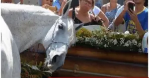 Reacția Emoționantă a Calului Sereno la Înmormântarea Stăpânului Său